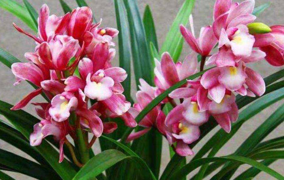 红香妃兰花的种类和特点