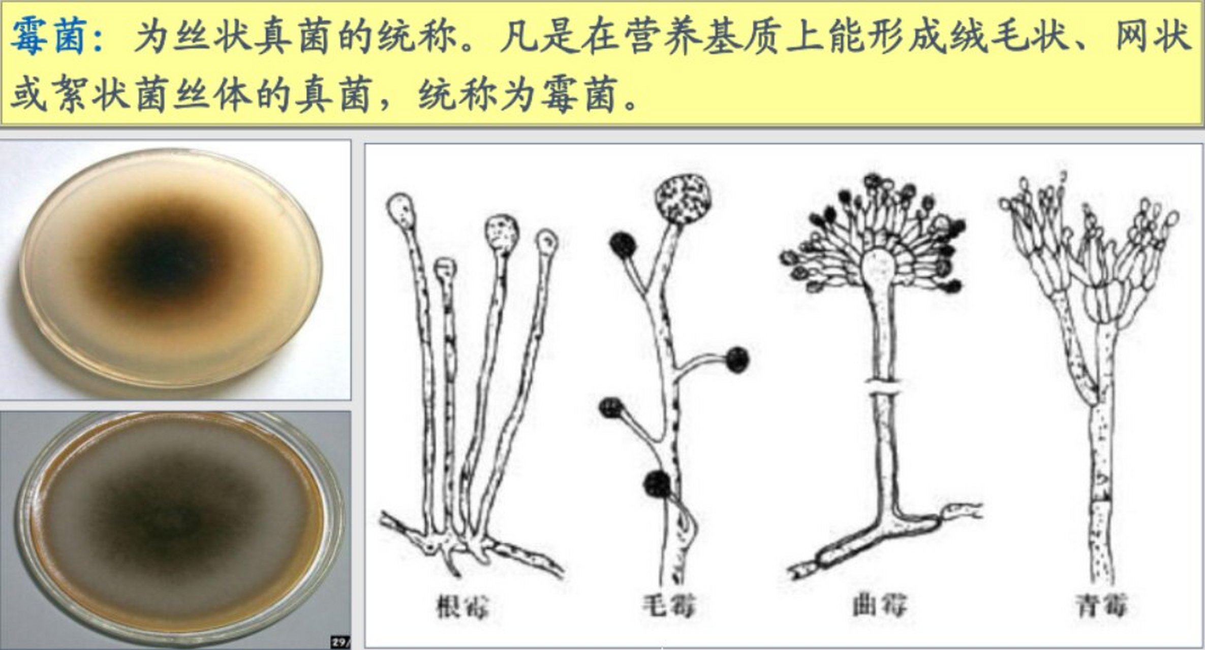 霉菌的种类及其特点