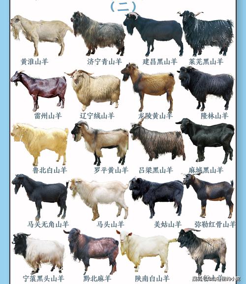 北欧山羊种类及其特点