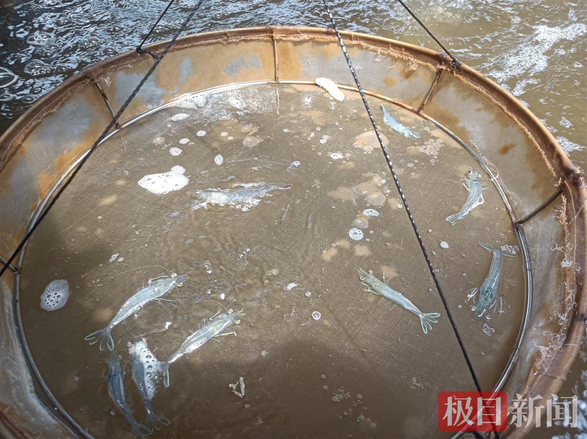 对虾大棚养殖利润深度解析