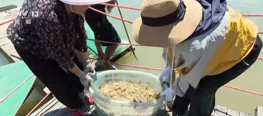 乐清白沙大棚对虾养殖基地探秘