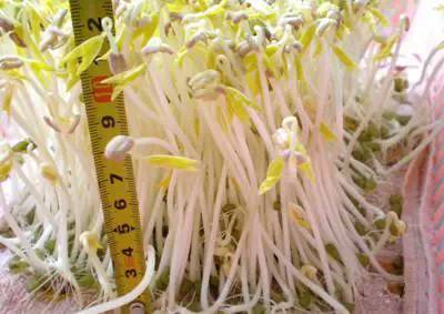 饮料瓶发豆芽的方法，环保又实用的种植新选择