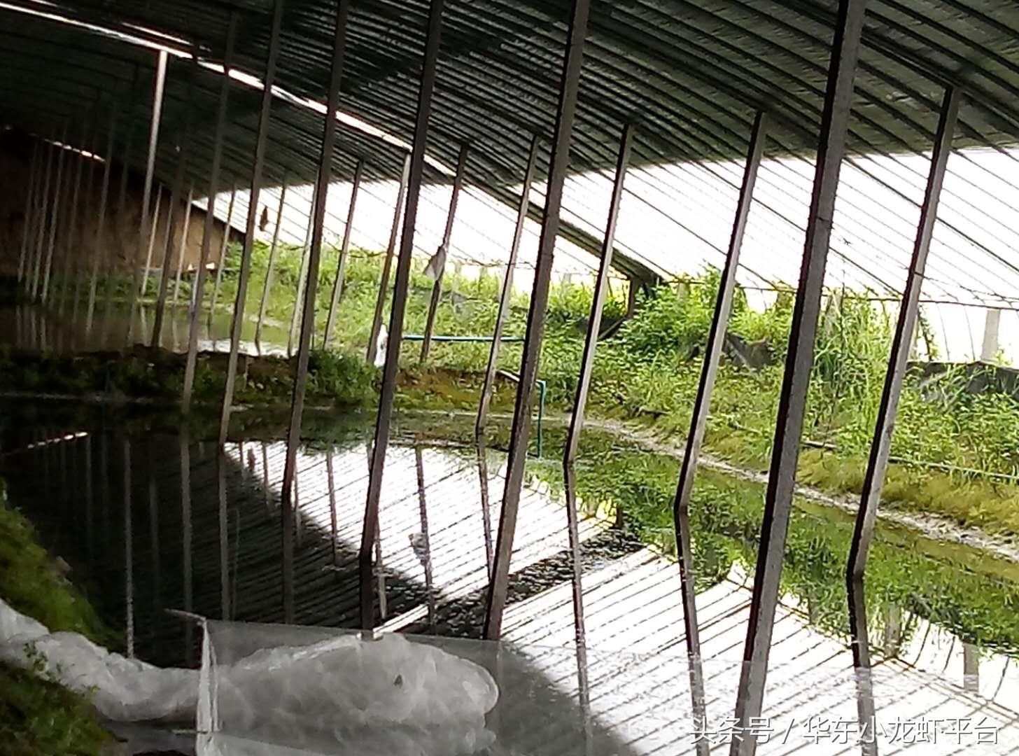大棚淡水虾养殖技术与管理