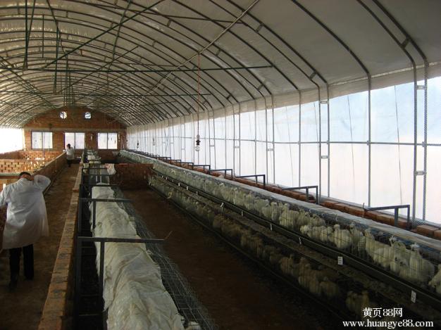大棚养殖，探究哪些动物适宜大棚养殖
