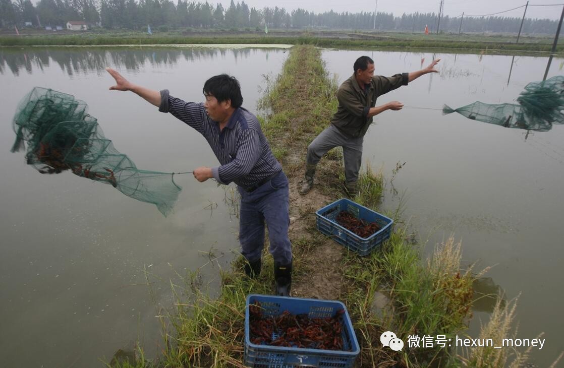 盱眙大棚龙虾养殖，探索当地大棚龙虾养殖的成功之路