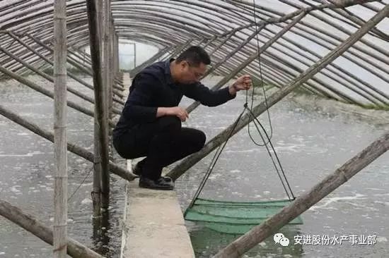 江苏大棚养殖白对虾，探索高效水产养殖业的新篇章