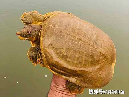 大棚甲鱼与外塘甲鱼的区别