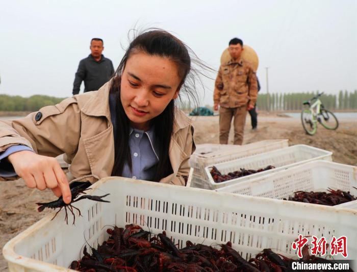大棚超精养殖对虾模式，探索与实践