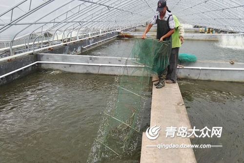大棚地膜养殖对虾的技术探讨与实践