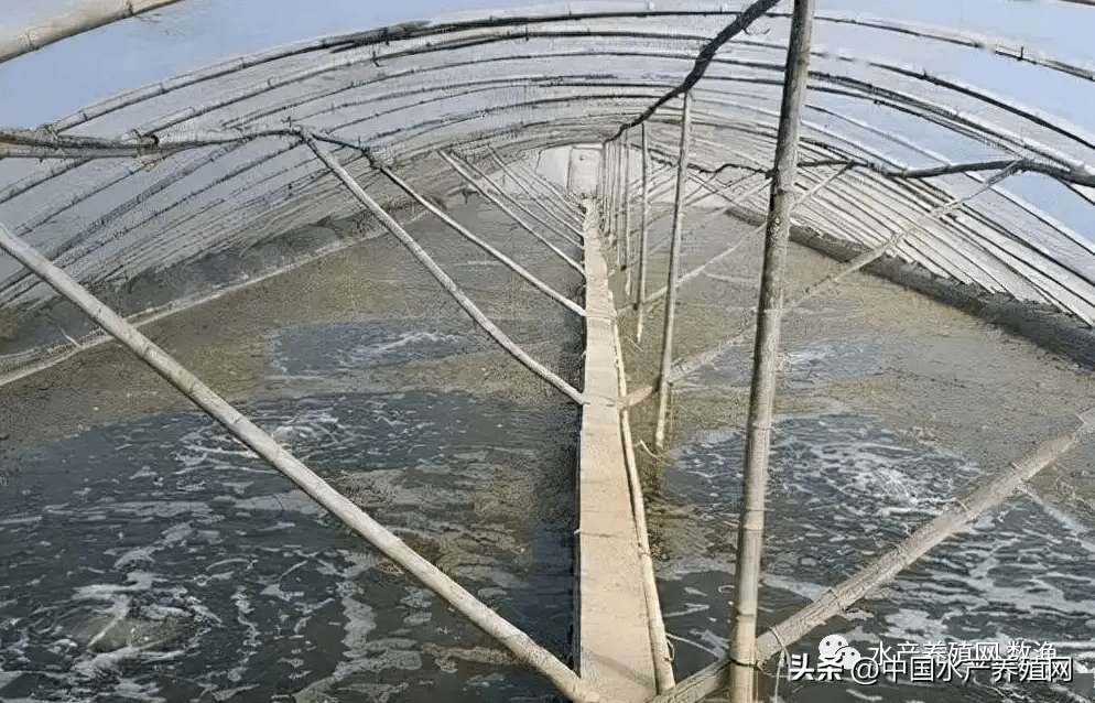 大棚养虾一亩投资分析，成本与效益的综合考量