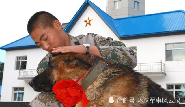立功军犬待遇，荣誉与责任的体现