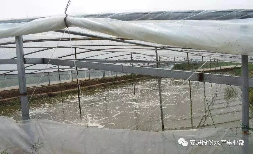 白对虾大棚搭建技术指南