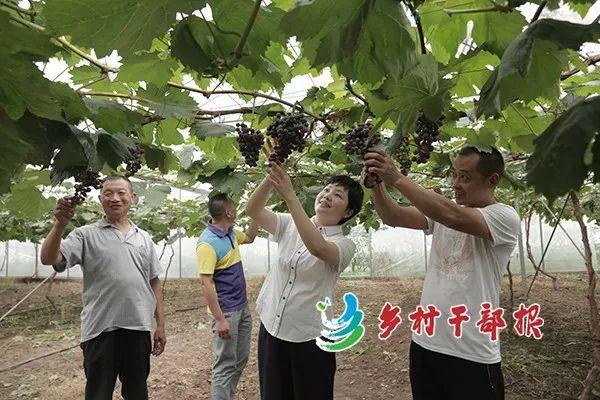 温室大棚养殖螃蟹，一种创新的水产养殖模式