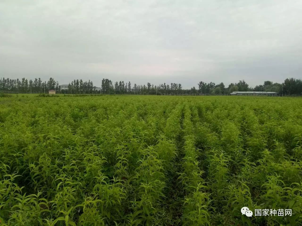 新品种苗木，未来绿色发展的希望之星
