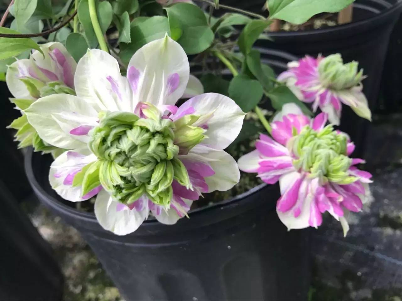 铁线莲的品种，探索多样性与独特魅力