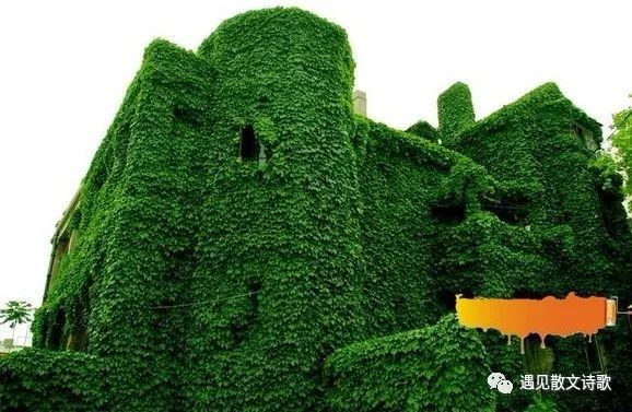 揭秘爬山虎的多彩品种
