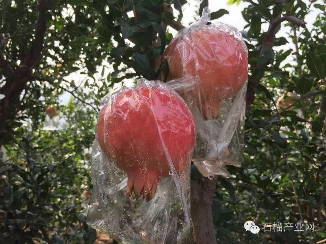 石榴树桩能接哪些品种
