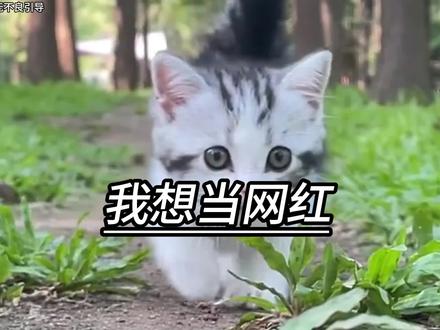 艹猫红豆表情包，网络时代的萌趣新宠