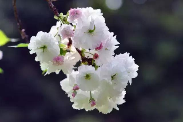 白色樱花品种的魅力，名字背后的故事与神秘面纱