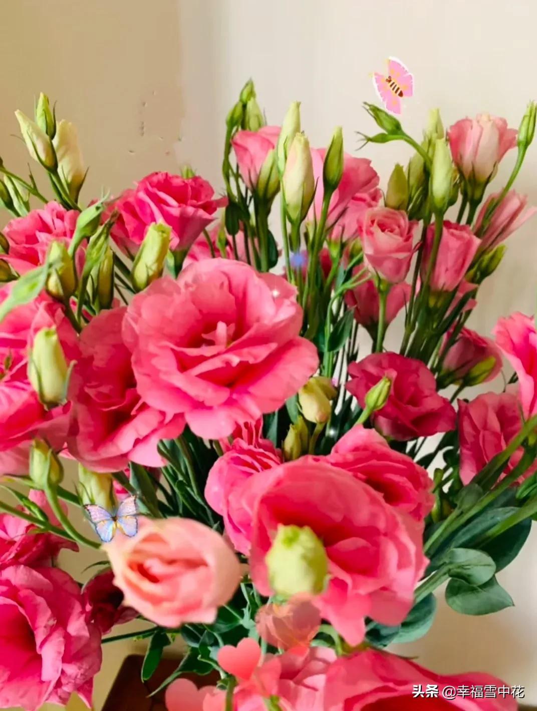 无刺玫瑰花的品种探索，一种独特的花卉之美