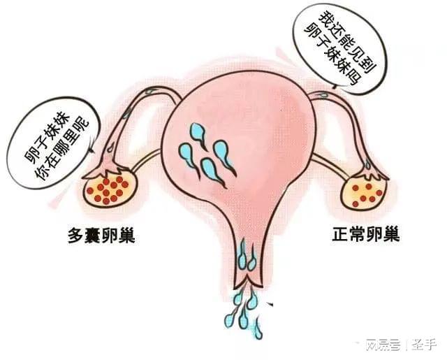 取卵后多久移植，时间与因素的综合考量