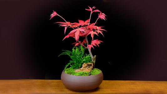 红枫品种大全，探寻多彩世界的瑰丽珍宝