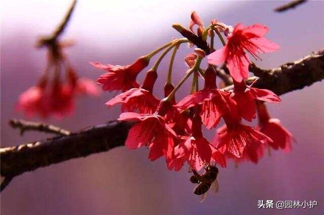 樱花的品种，美丽多样的世界之花