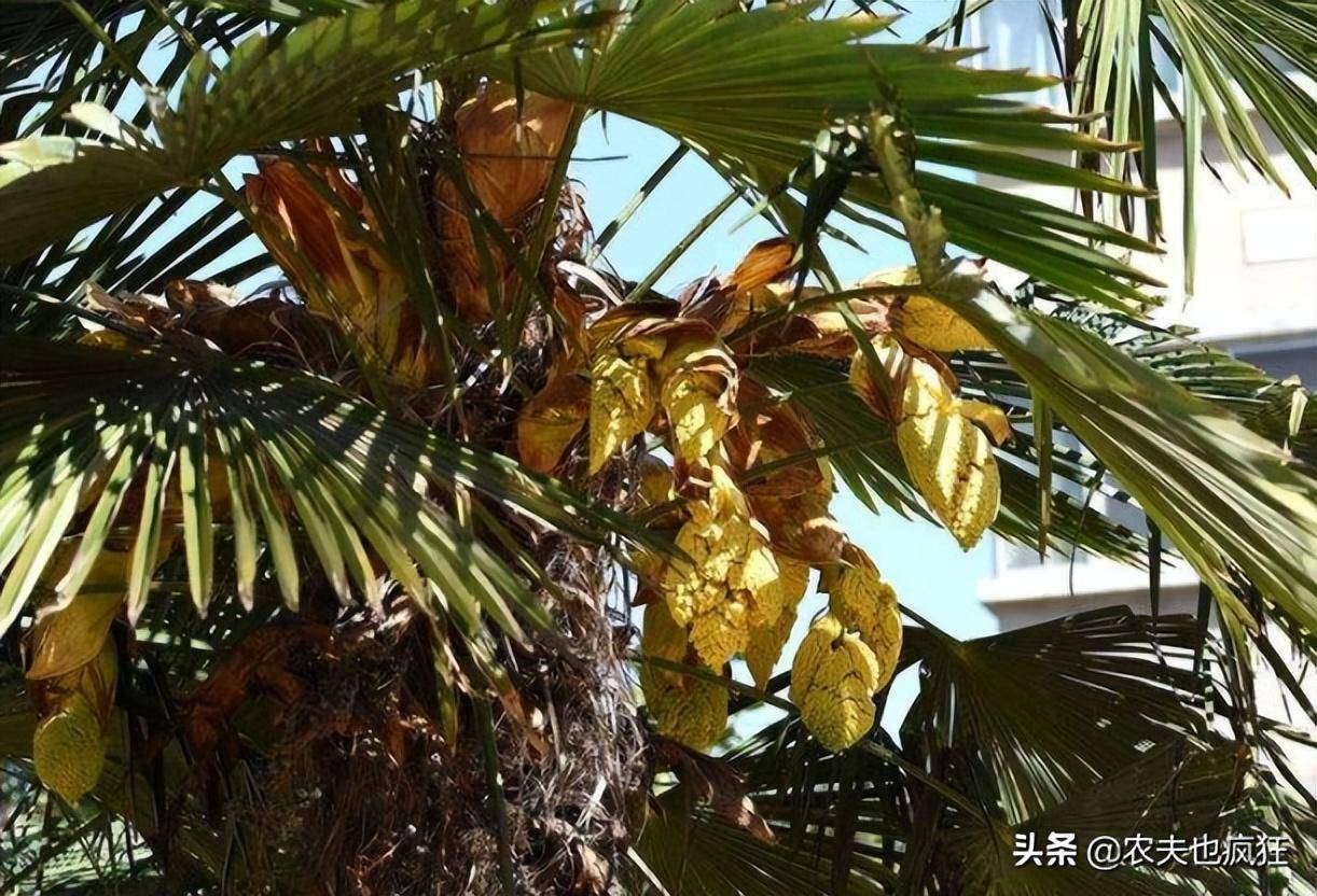 棕树品种繁多，探索棕树的多种类型