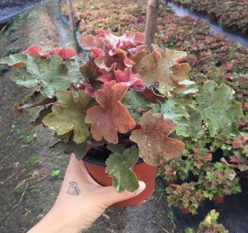 彩叶植物品种，探索多彩的世界