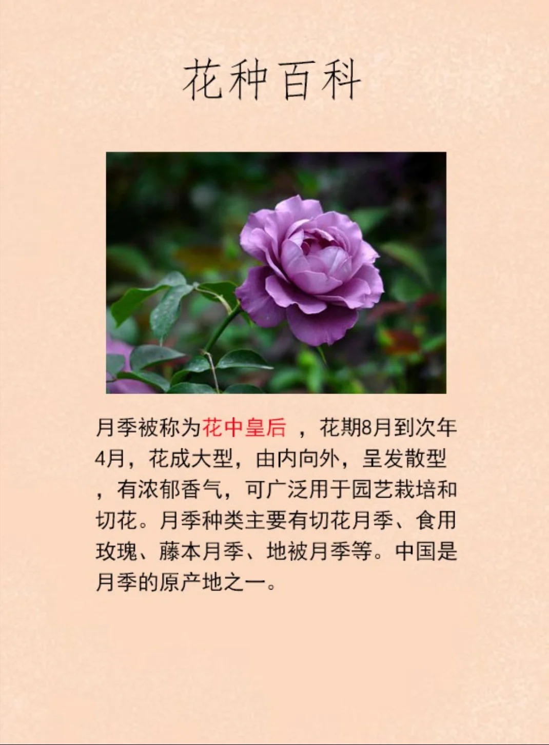 月季品种与价格，花卉市场的热门话题