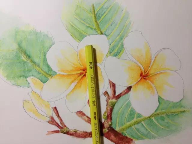 鸡蛋花是否有毒，深入解析与探讨