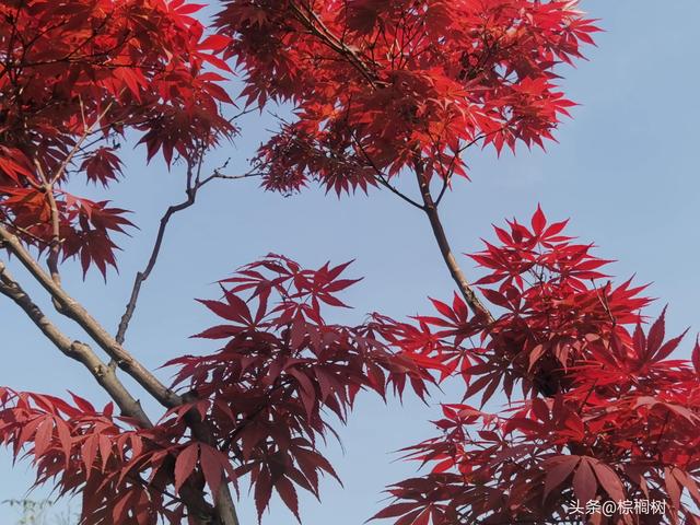 鸡爪槭品种，多彩植物世界的璀璨明珠