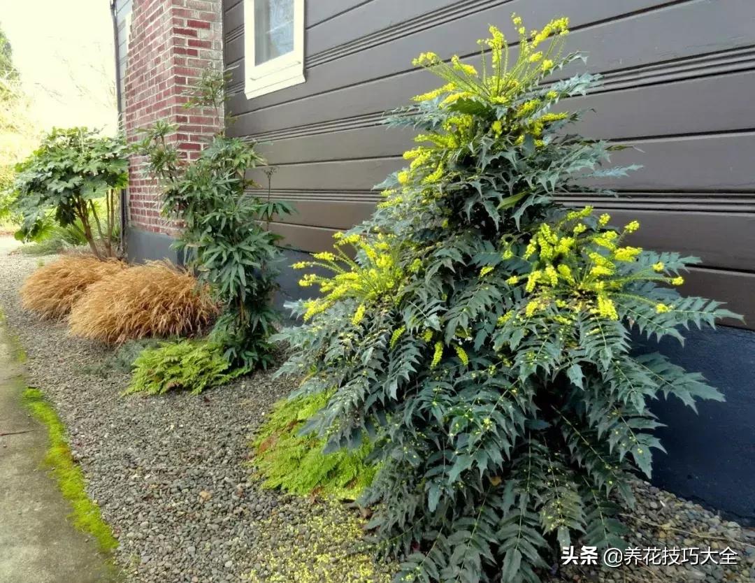 常见开花灌木的品种及其特点