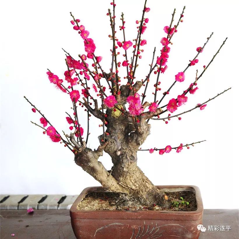 梅花盆景品种，千姿百态的艺术瑰宝