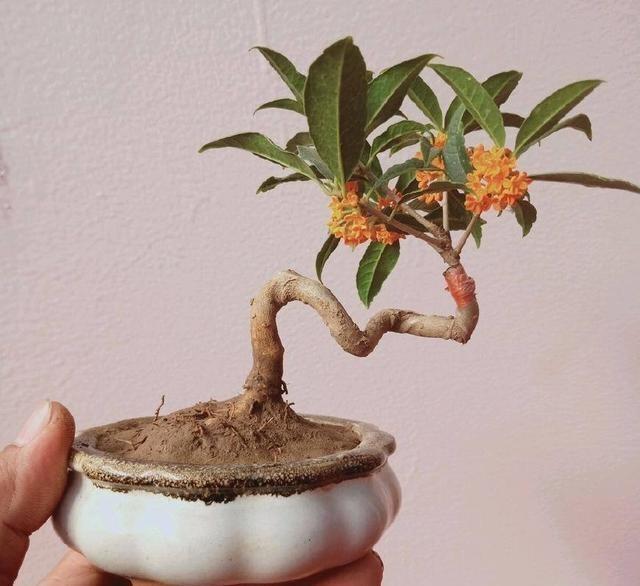 盆栽桂花品种介绍及图片展示