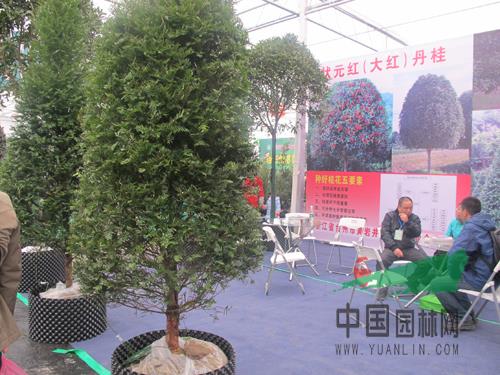 探索最新苗木品种，2016年苗木市场的新宠儿