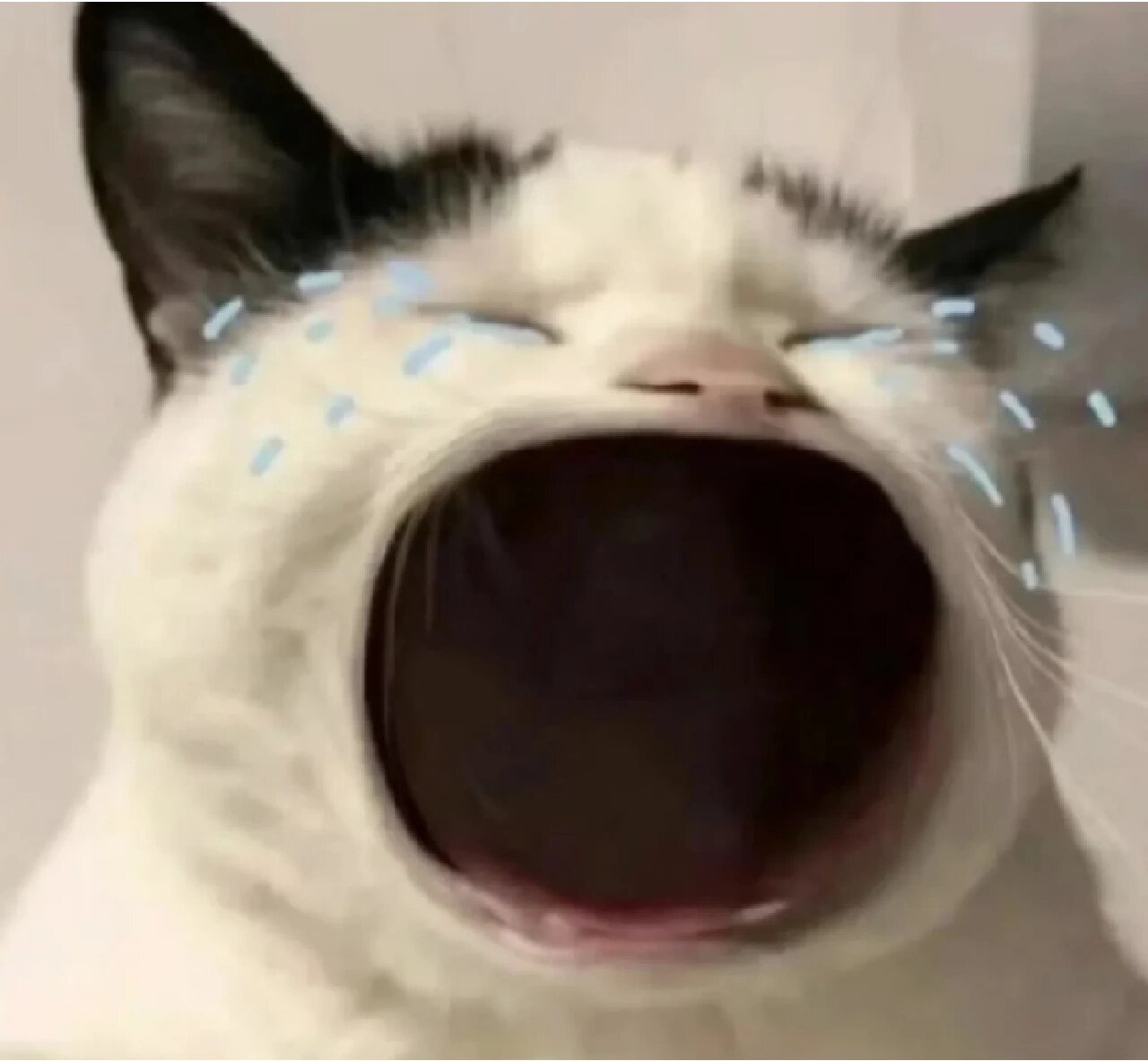 表情包大嘴猫，网络时代的萌宠新星
