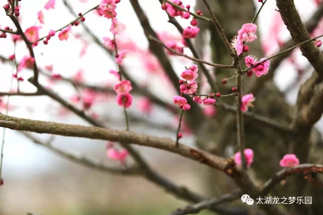 骨里红梅花品种，独特的魅力与深邃的内涵