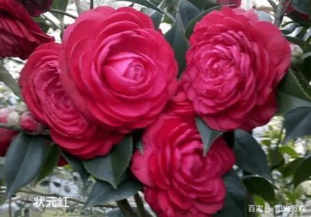 耐寒茶花品种及其价格探析