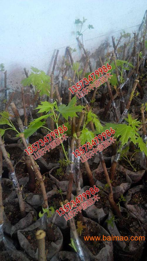 黄金枫品种探析