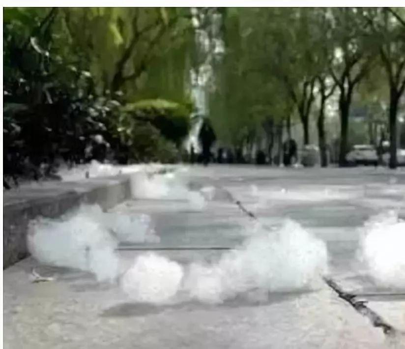 杨树品种的区别与识别