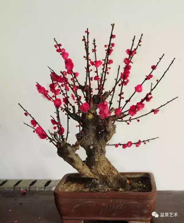红梅品种的魅力与独特之处