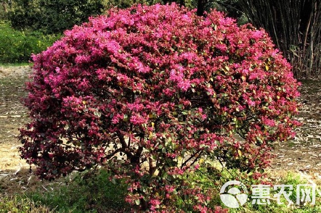红花继木的品种解析，一种独特的植物品种