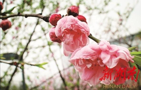 花桃品种，探寻丰富多彩的桃树世界