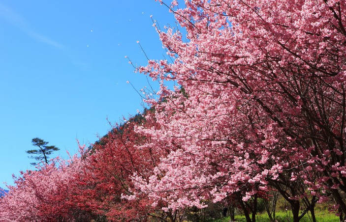 哪些樱花品种有前景
